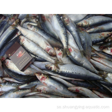 Frysta färska Stilla havet sardiner fiskar med lätt handväska